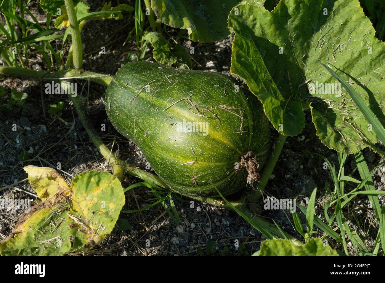 organic pumpkin at the farm Stock Photo - Alamy