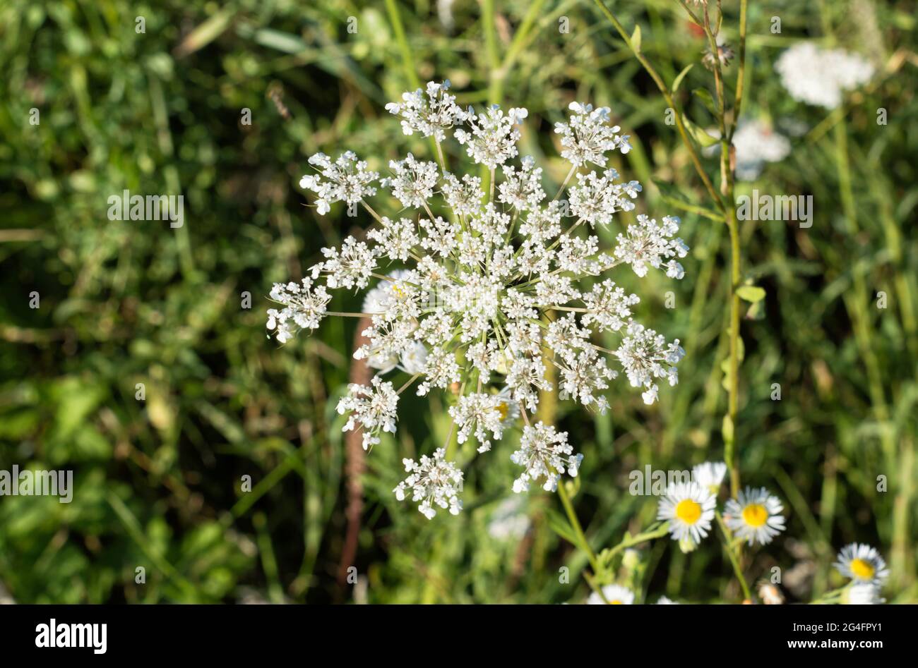 beautiful wild flowers in Europe Stock Photo Alamy