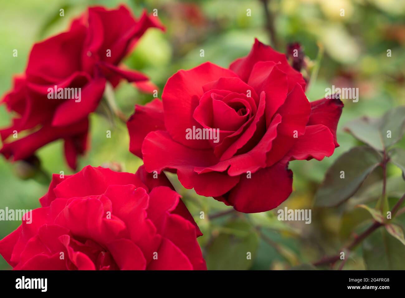 red roses in the summer garden beautiful flower close-up for love and romance Stock Photo