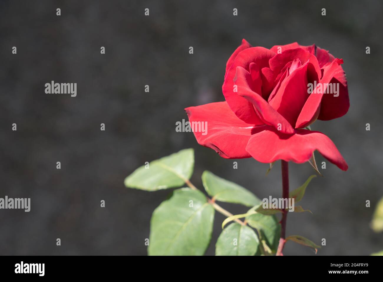 red rose blossom and dark background natural close-up Stock Photo