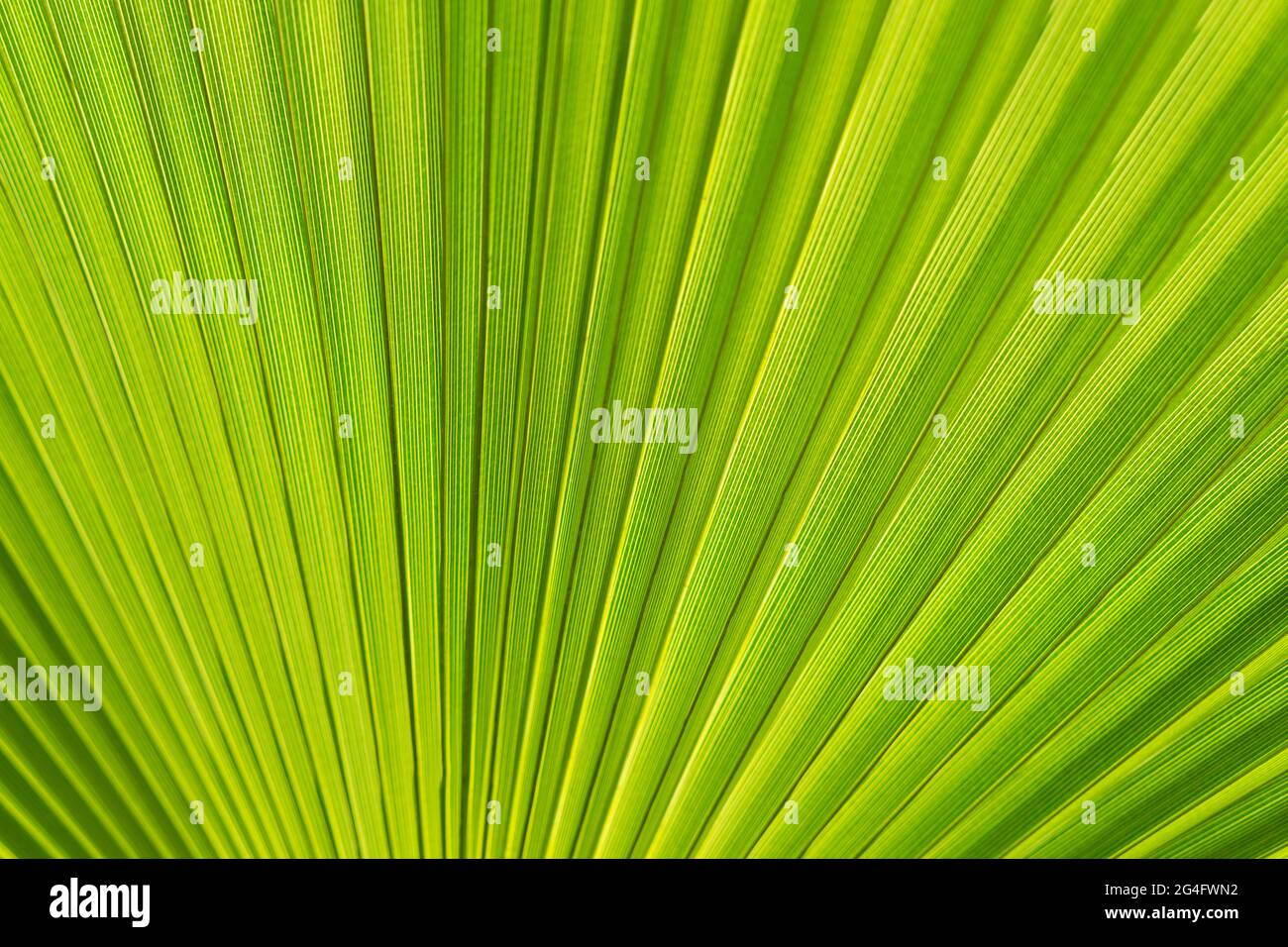 fresh green palm leaf in the sunlight abstract nature background Stock Photo