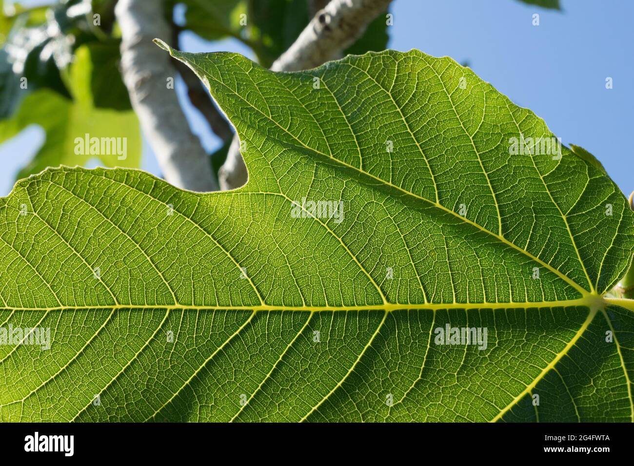 fresh green fig leaf minimalist close-up in nature Stock Photo