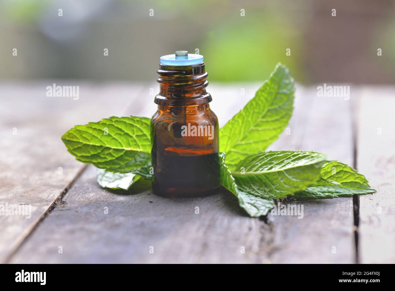 mint leaf with a bottle of aromatic oil on a wooden table Stock Photo