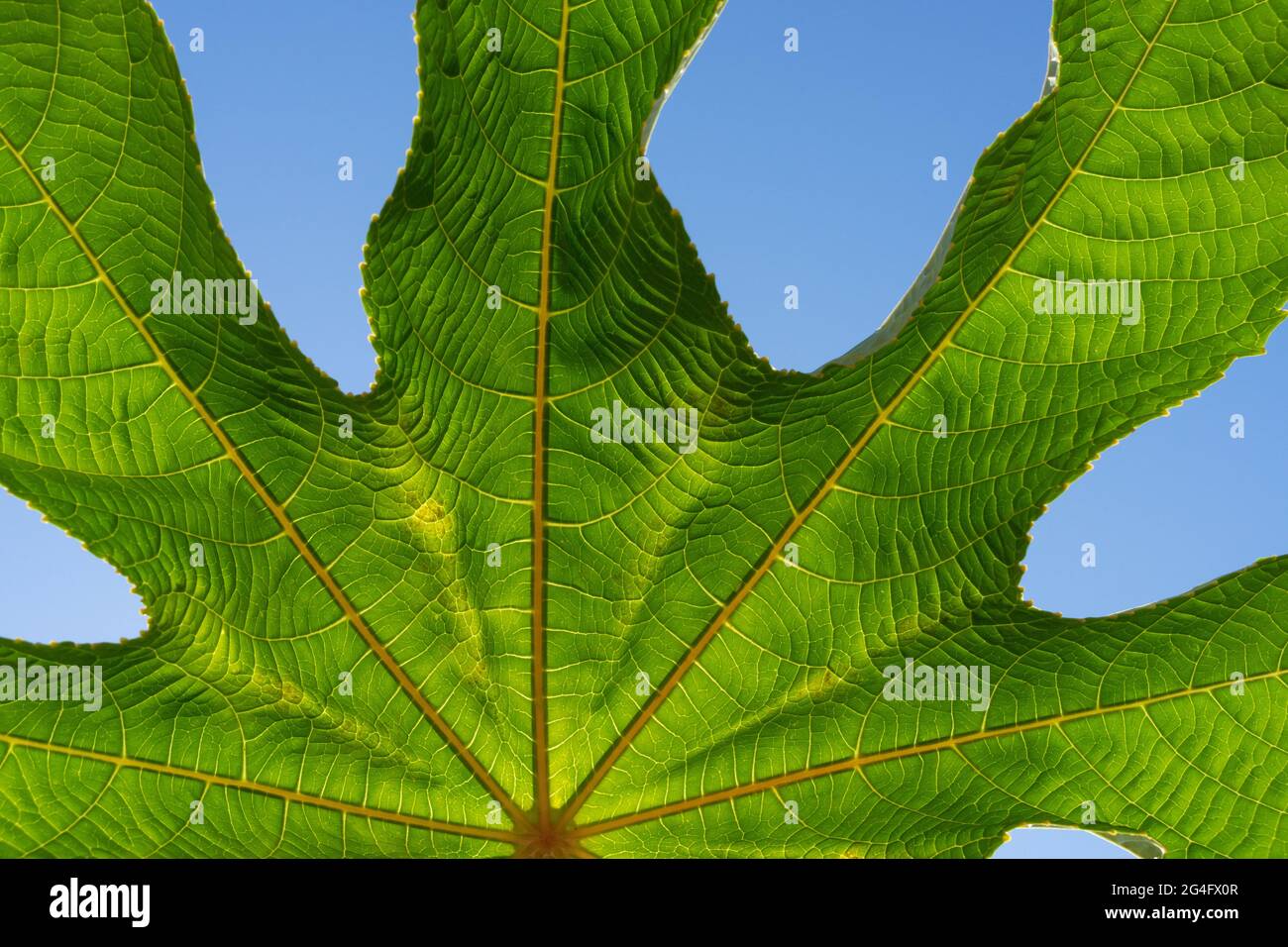 natural fresh green leaf structure and blue sky botany close-up Stock Photo