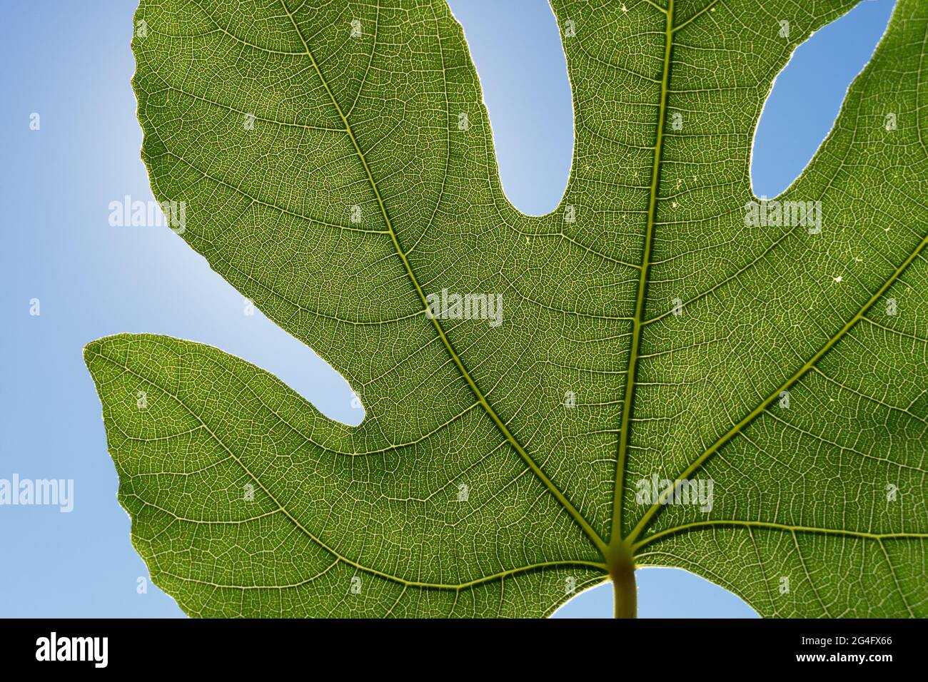green veins of a fig leaf in the mediterranean sunlight botany close-up Stock Photo