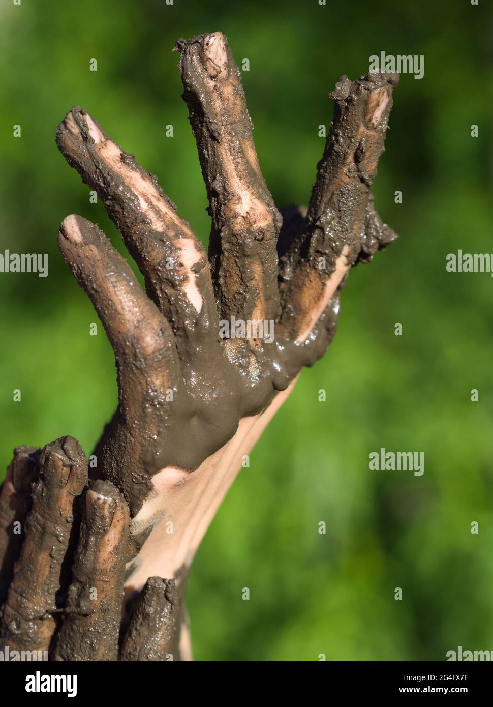 Dirty Wet Muddy Hands of a Young Woman Outdoors on a Sunny Summer Day Stock Photo
