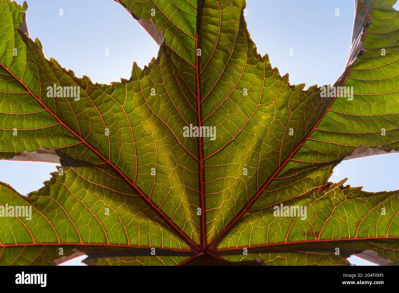 natural green leaf background in the sunshine and blue sky Stock Photo
