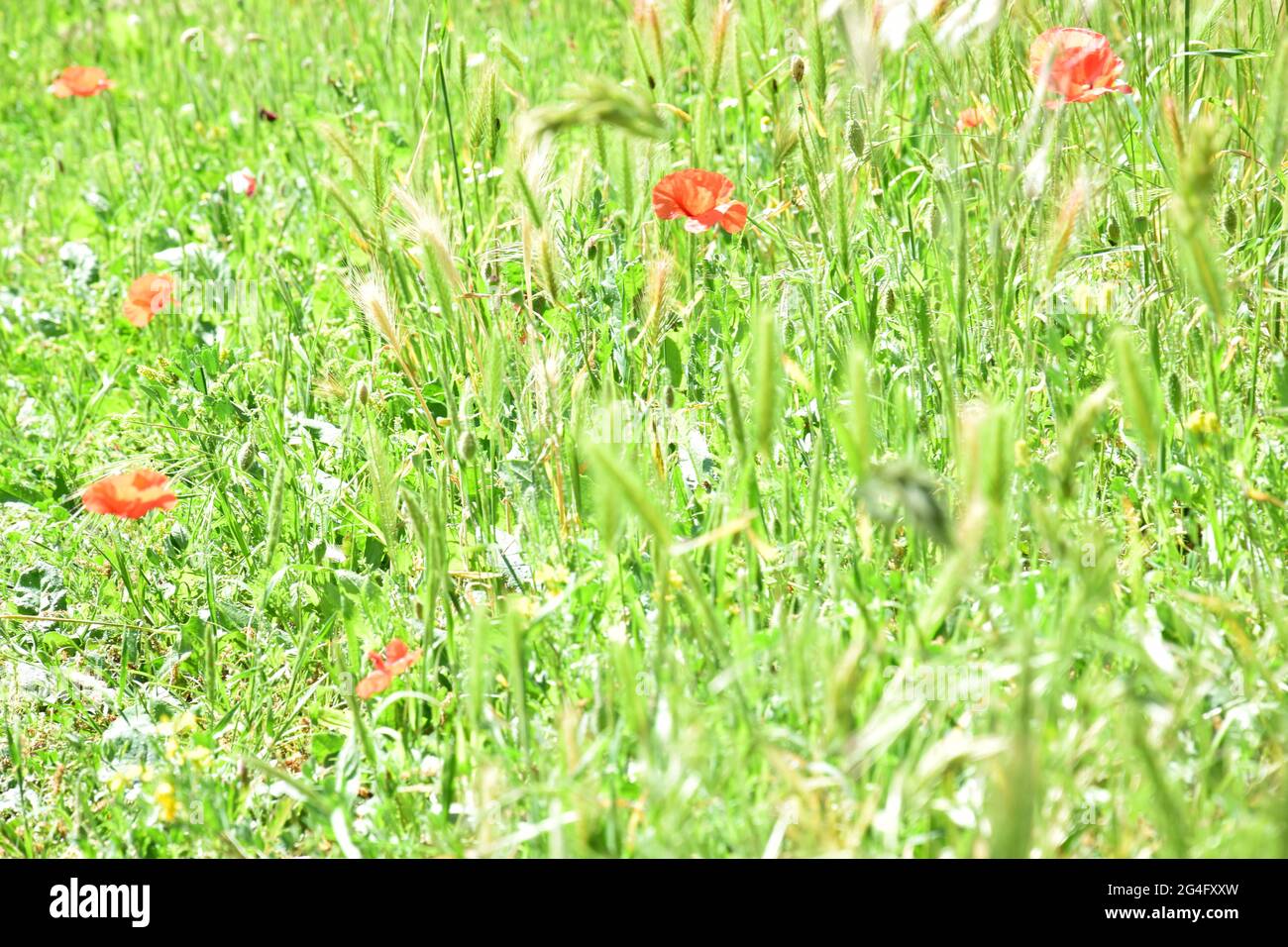 Poppies in the field in Spring time Stock Photo