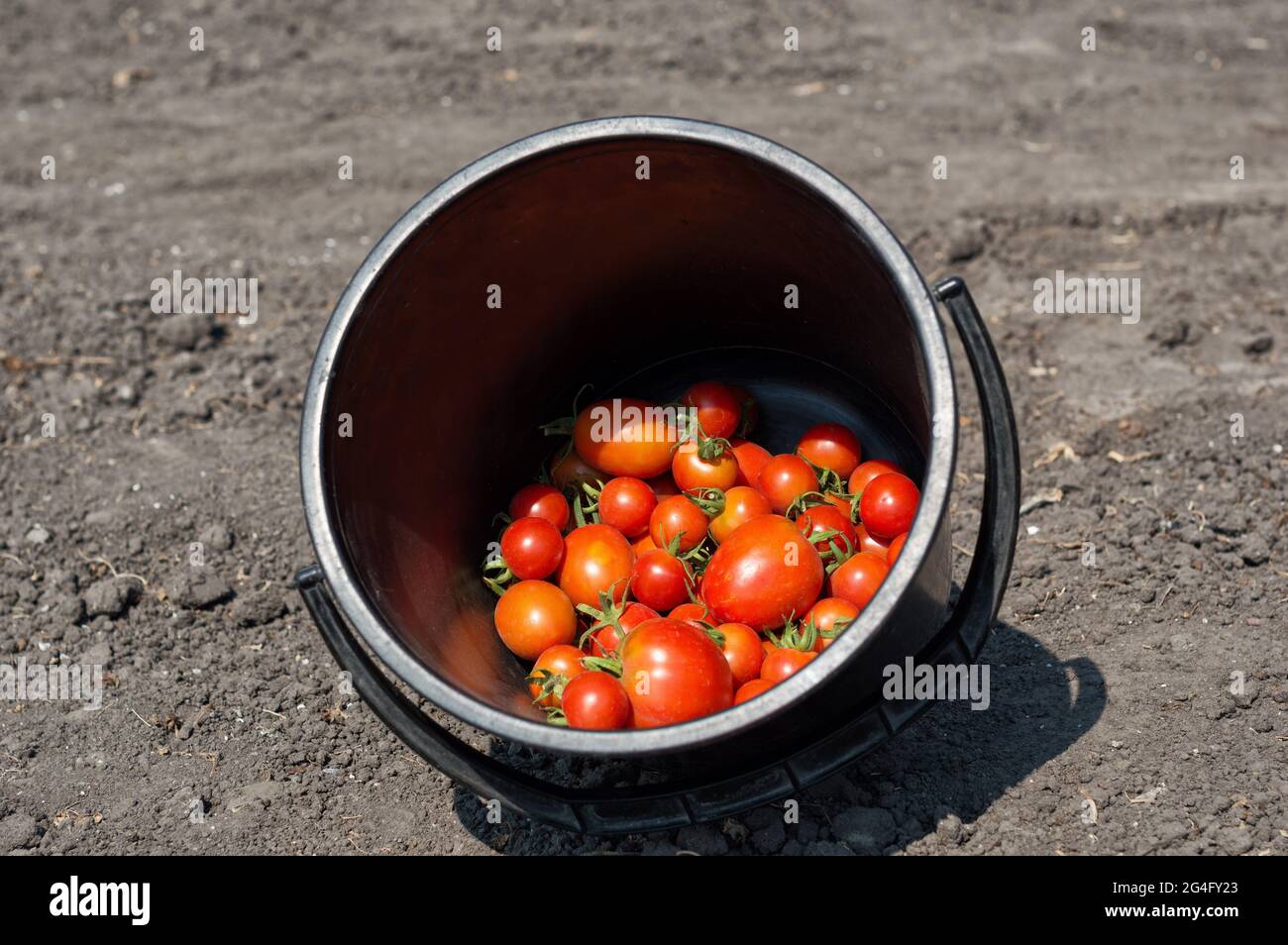 harvest in the garden Stock Photo Alamy