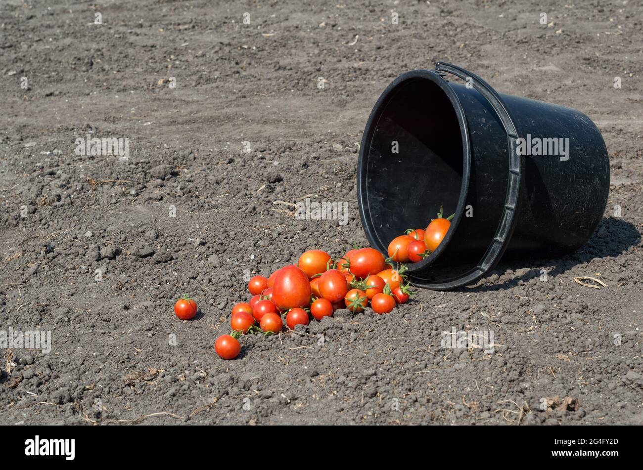 harvest in the garden Stock Photo Alamy