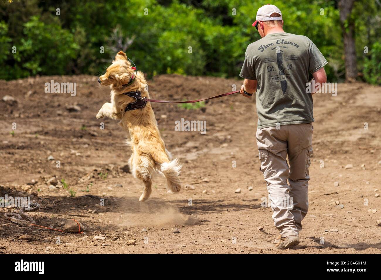 Male trainer using electric shock collars with Golden Retriever dog in
