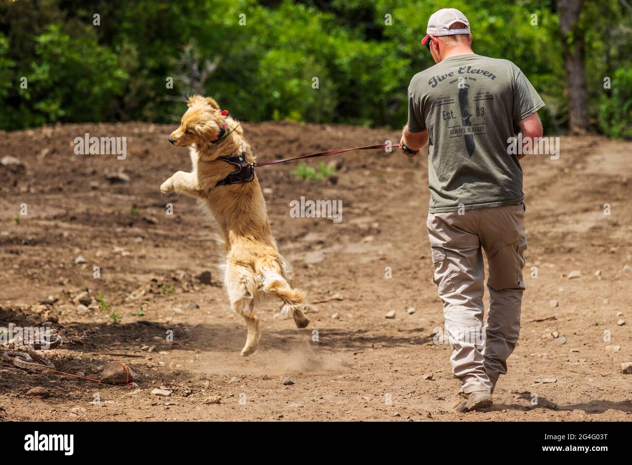 Male trainer using electric shock collars with Golden Retriever dog in