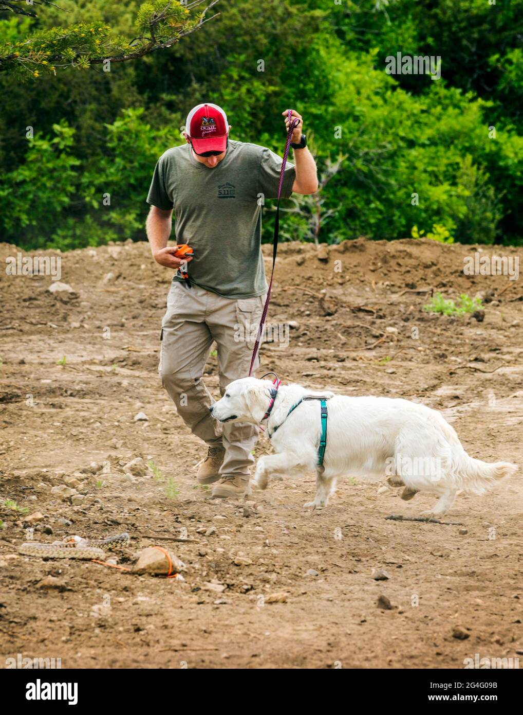 Male trainer using electric shock collars with Golden Retriever dog in