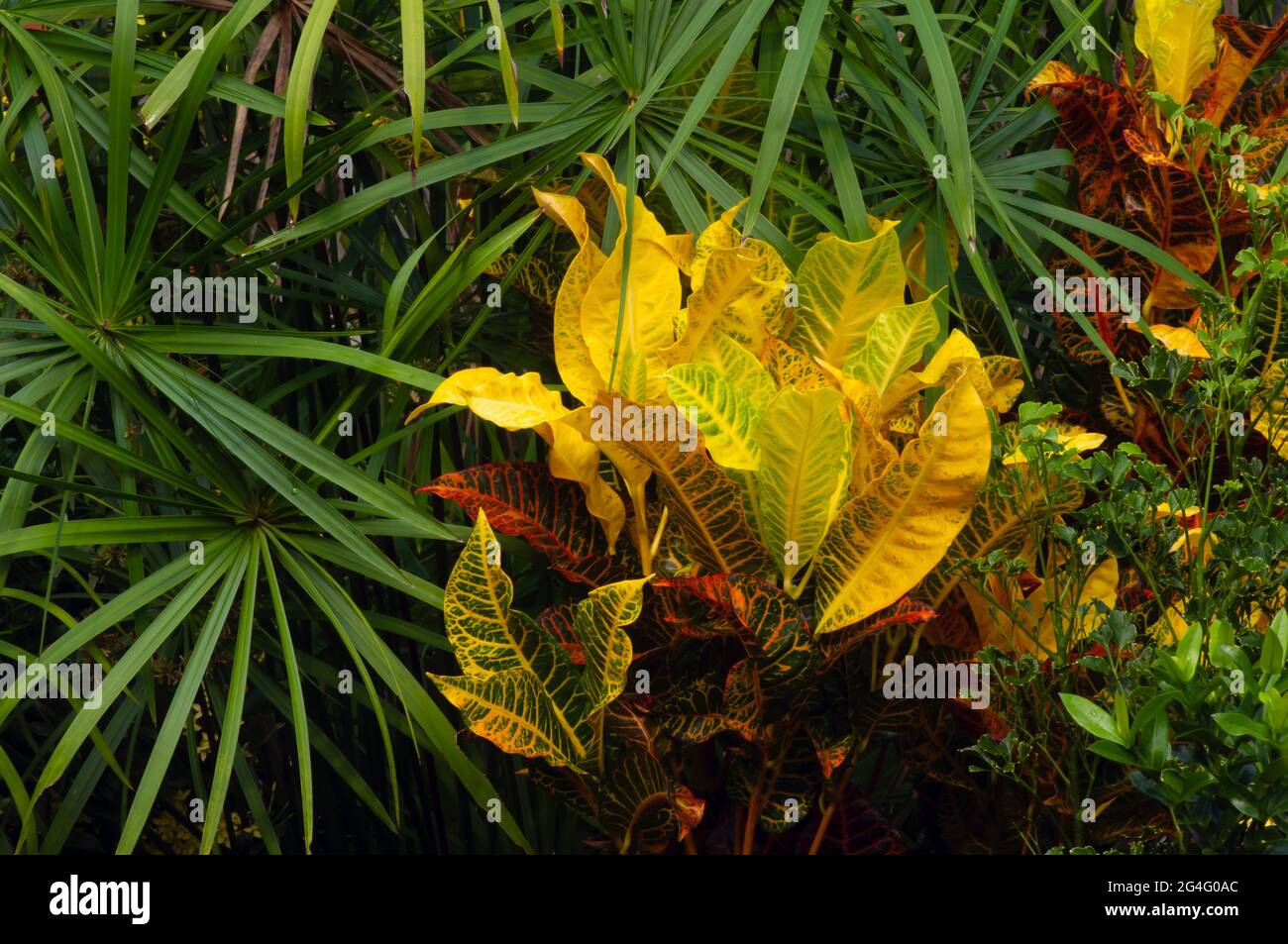 Croton (Codiaeum variegatum) and Cyperus Alternifolius (Umbrella Papyrus), selected focus, a popular houseplant with many varieties and pretty colorfu Stock Photo