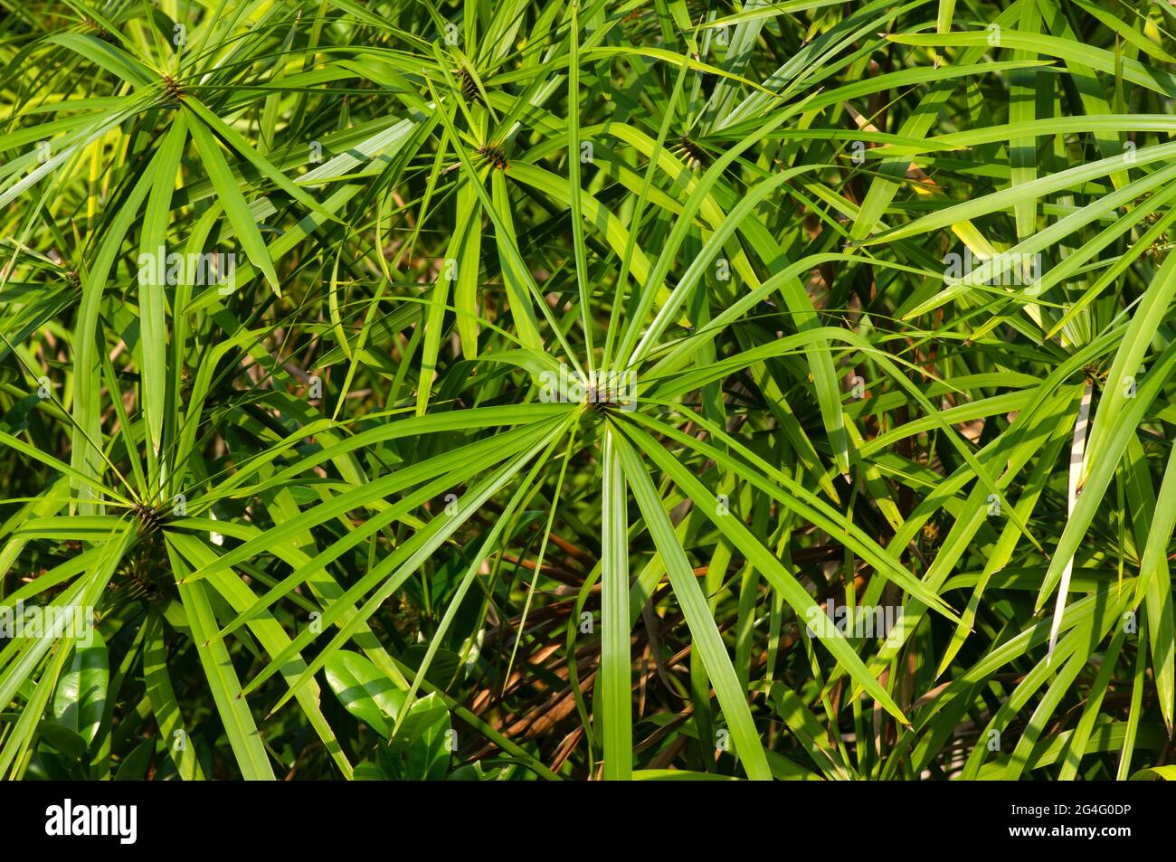 Cyperus Alternifolius (Umbrella Papyrus), selected focus, a popular houseplant with many varieties and pretty leaves, natural background Stock Photo