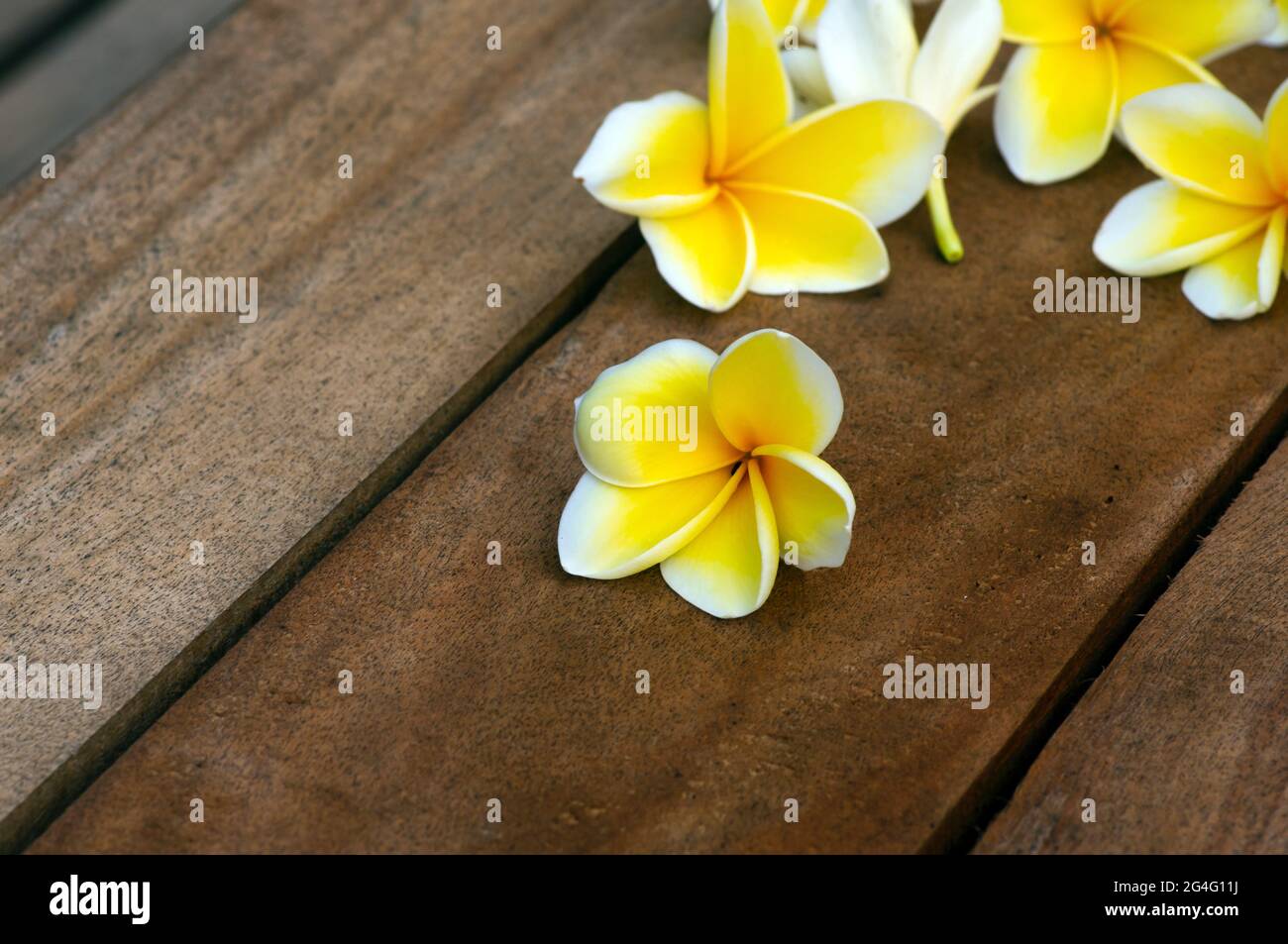 Kamboja flower (Plumeria), a genus of flowering plants in the family Apocynaceae, also known as Lei flowers and Frangipani, in shallow focus on a wood Stock Photo