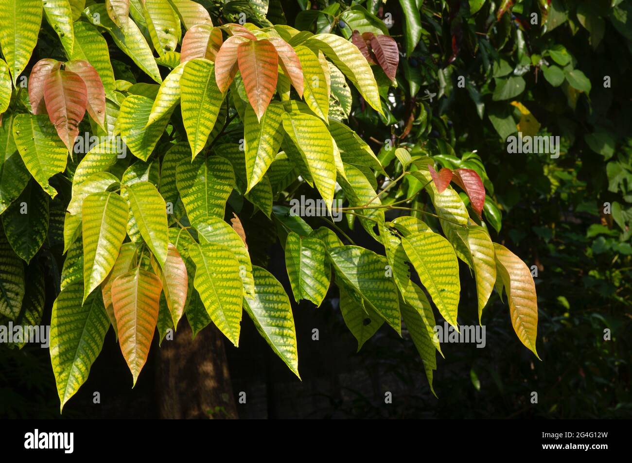 The santol leaves (Sandoricum koetjape), cotton fruit, is a tropical