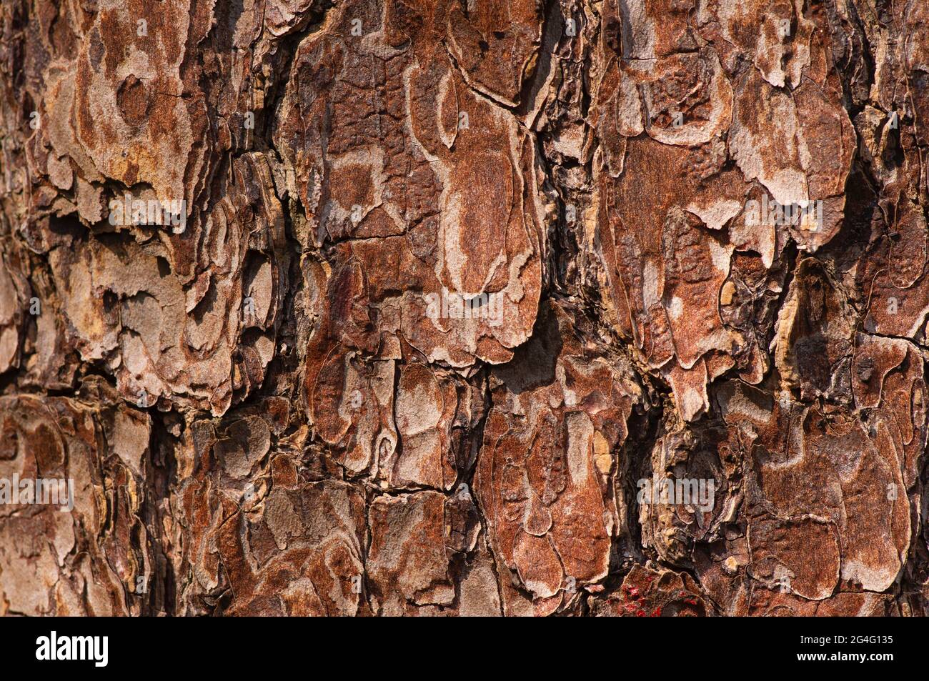 The surface of an old Mahogany (Swietenia mahagoni) tree bark for natural background Stock Photo