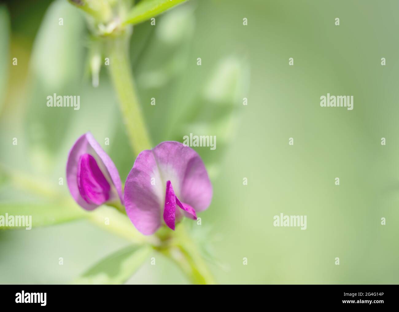 Pale, delicate shot of two wild growing dark pink sweet pea flowers. With copyspace. Stock Photo