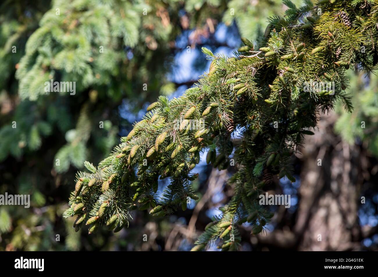 New growing cones on spruce Stock Photo
