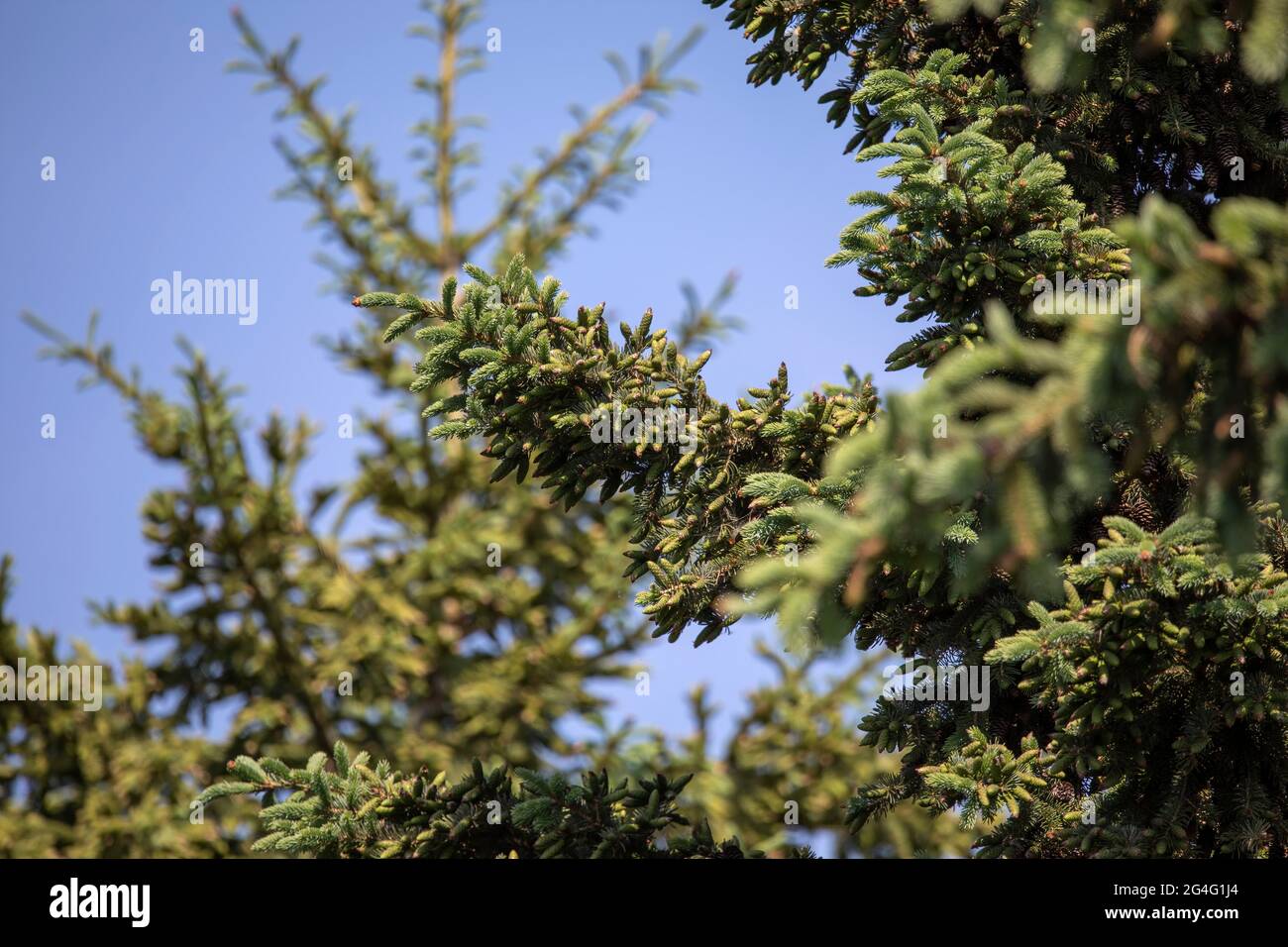 New growing cones on spruce Stock Photo