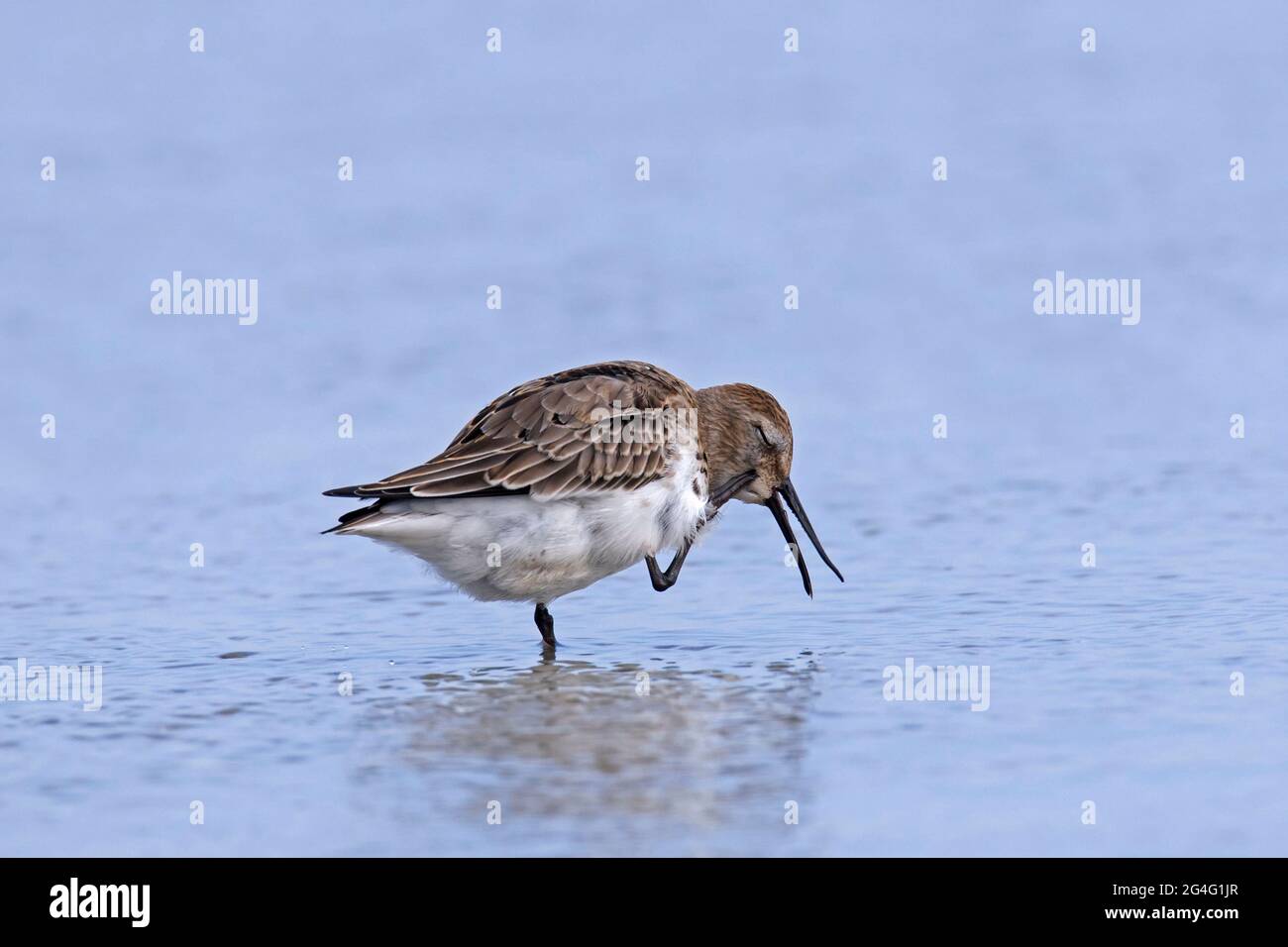 Dunlin (Calidris alpina) in winter plumage scratching head on the beach in autumn Stock Photo