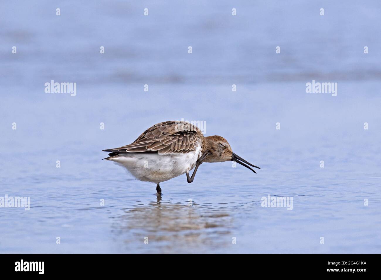 Dunlin (Calidris alpina) in winter plumage scratching head on the beach in autumn Stock Photo
