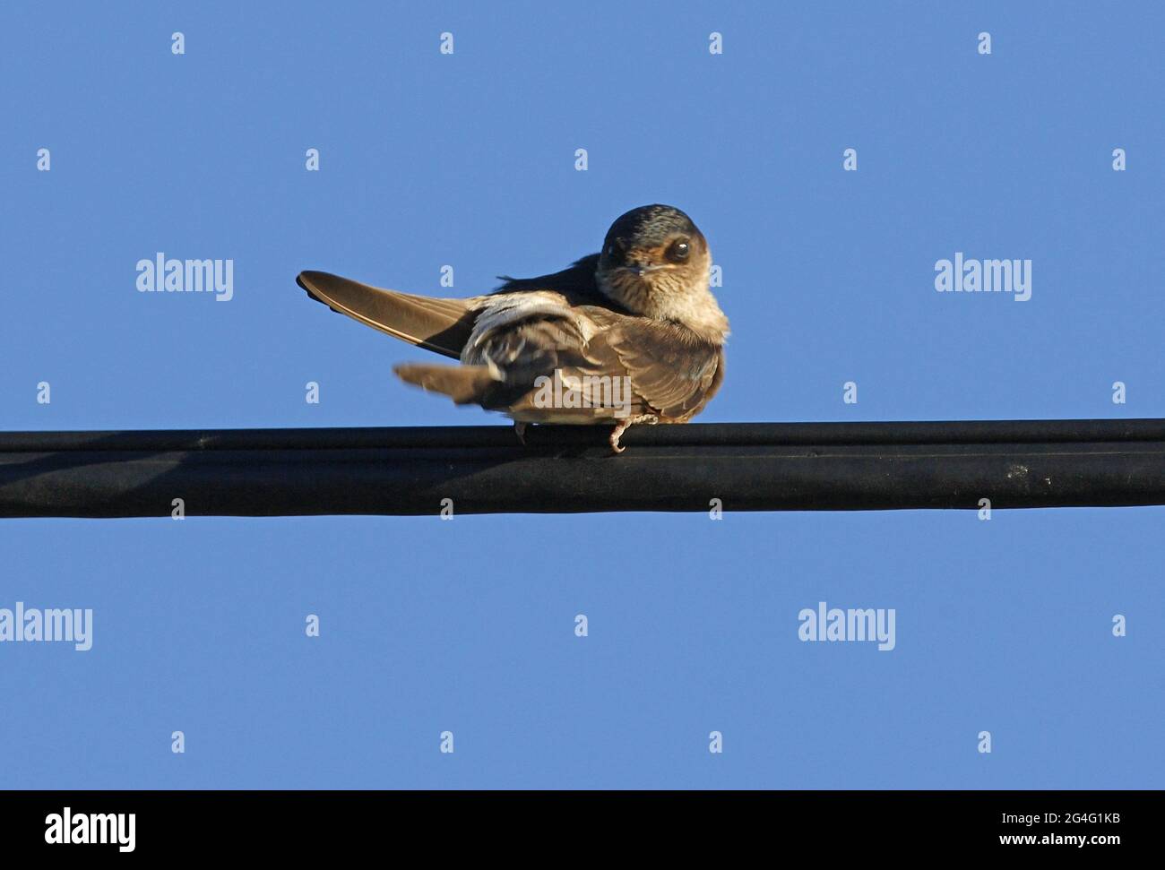 Tree Martin (Petrochelidon nigricans neglecta) adult perched on power-line preening south-east Queensland, Australia      December Stock Photo