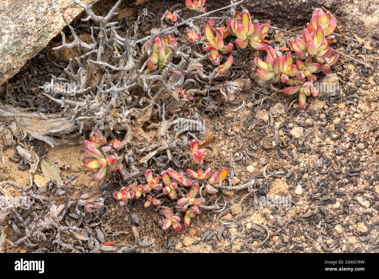 Crassula brevifolia in natural habitat close to Van Rhynsdorp in the Western Cape of South Africa Stock Photo