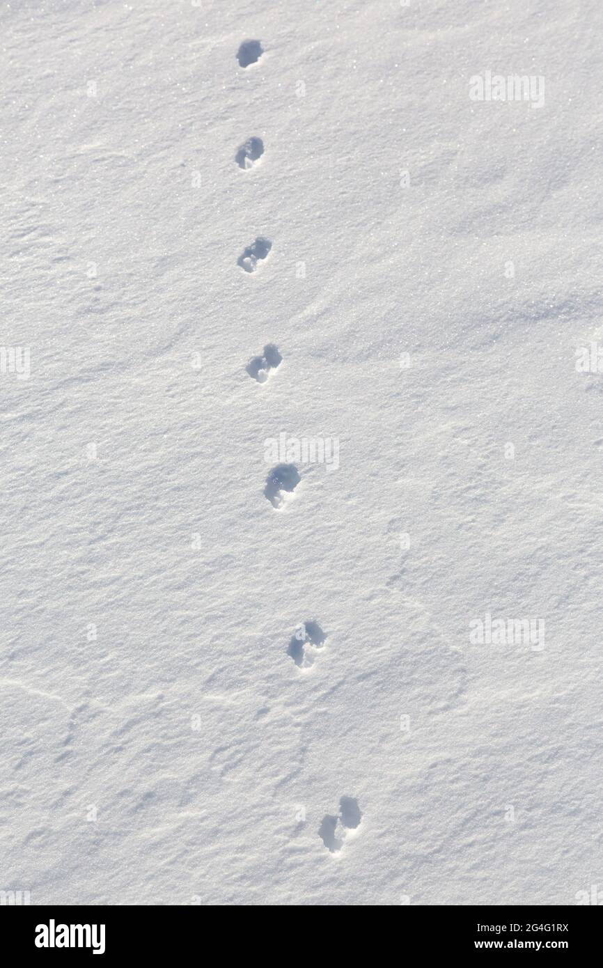 Close-up of footprints from stoat / short-tailed weasel / ermine (Mustela erminea) in the snow in winter Stock Photo