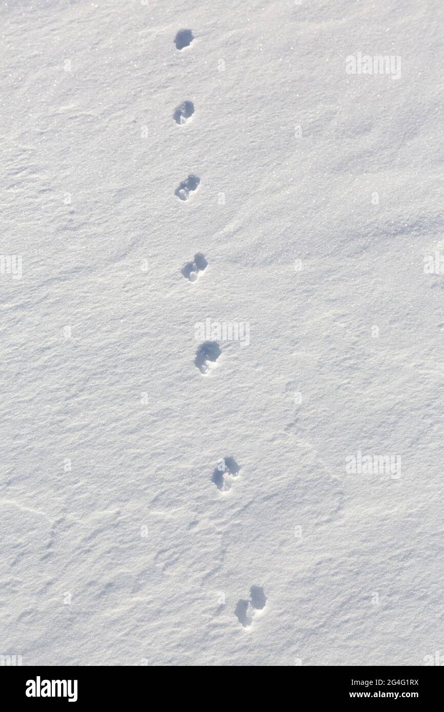 Weasel Tracks In Snow