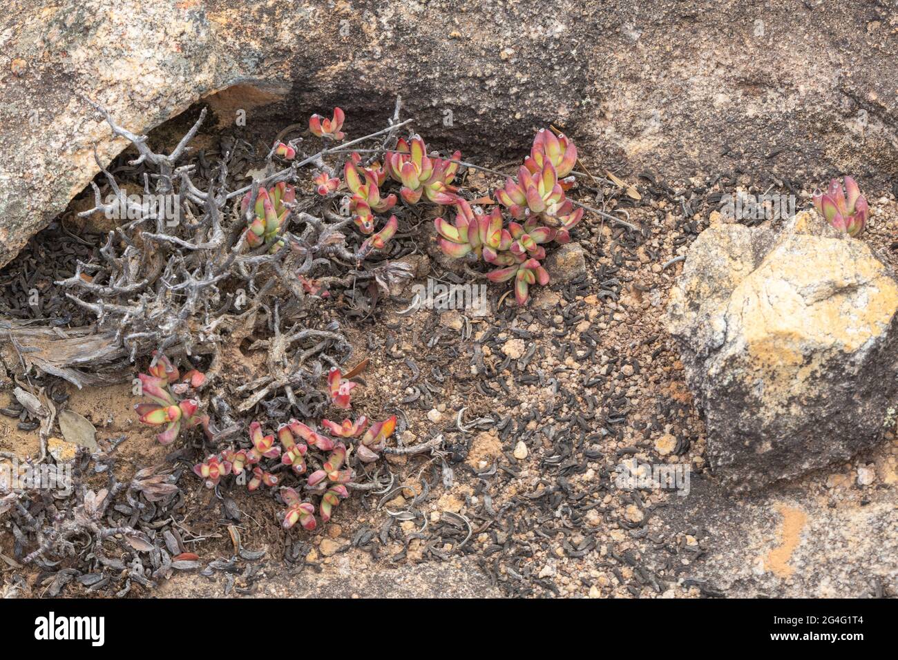 Group of the succulent Crassula brevifolia in natural habitat near VanRhynsdorp in the Western Cape of South Africa Stock Photo