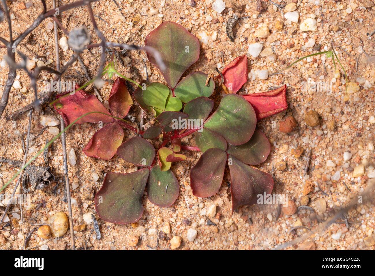 Close-up of a group of leaves from an Oxalis species seen in natural habitat close to VanRhynsdorp in the Western Cape of South Africa Stock Photo