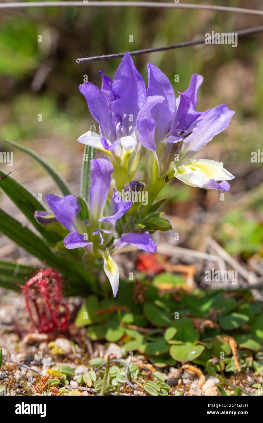 Blue&violet flowering species of Babiana seen in natural habitat near VanRhynsdorp in the Western Cape of South Africa Stock Photo