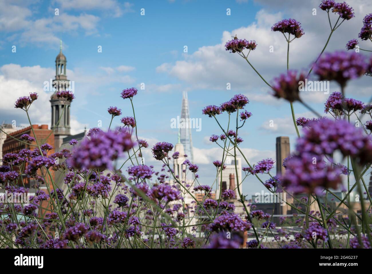 The Hachette roof garden overlooking the river Thames in London, England Stock Photo