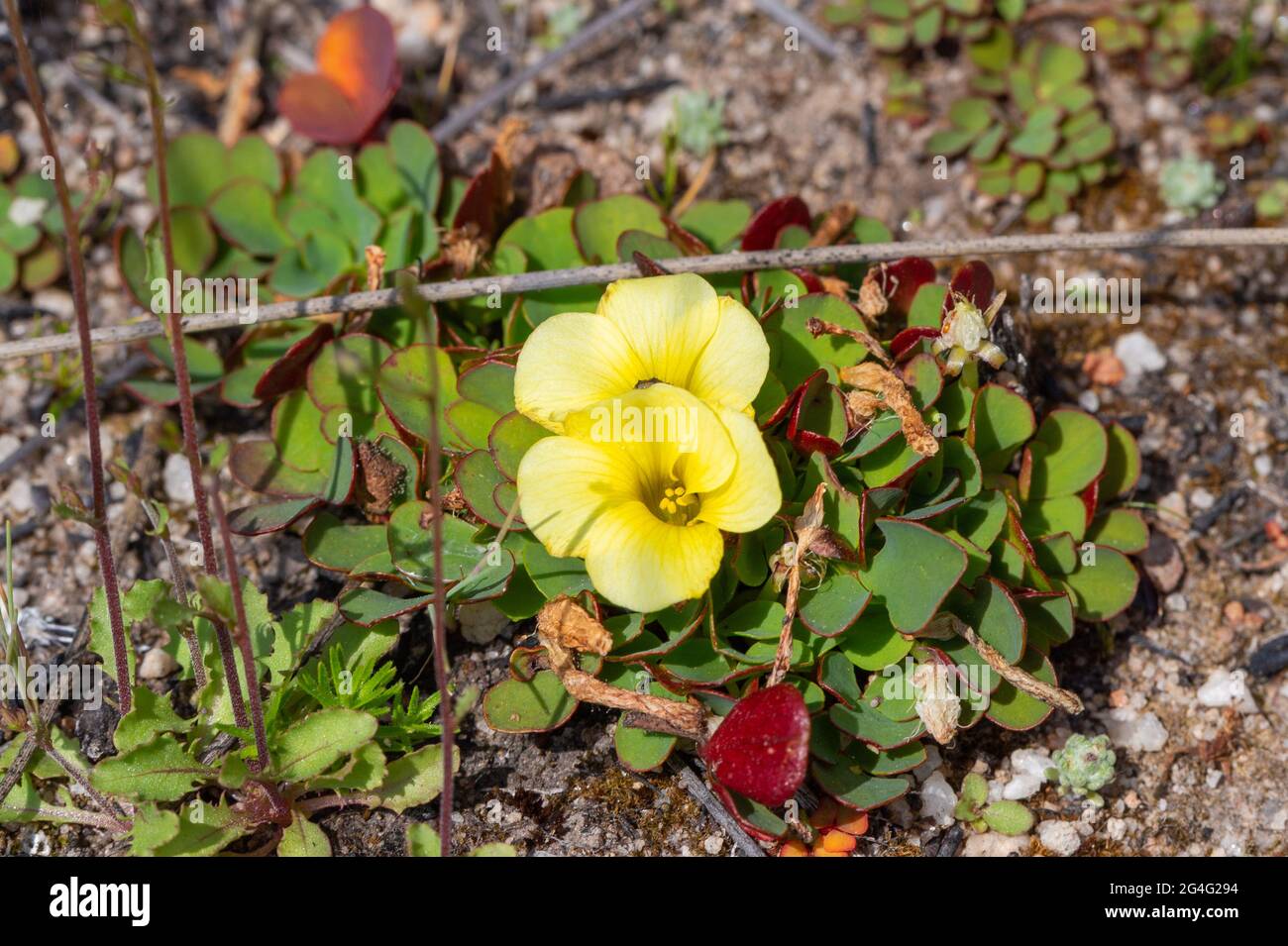Yellow flowering Oxalis seen in natural habitat close to VanRhynsdorp in the Western Cape of South Africa Stock Photo