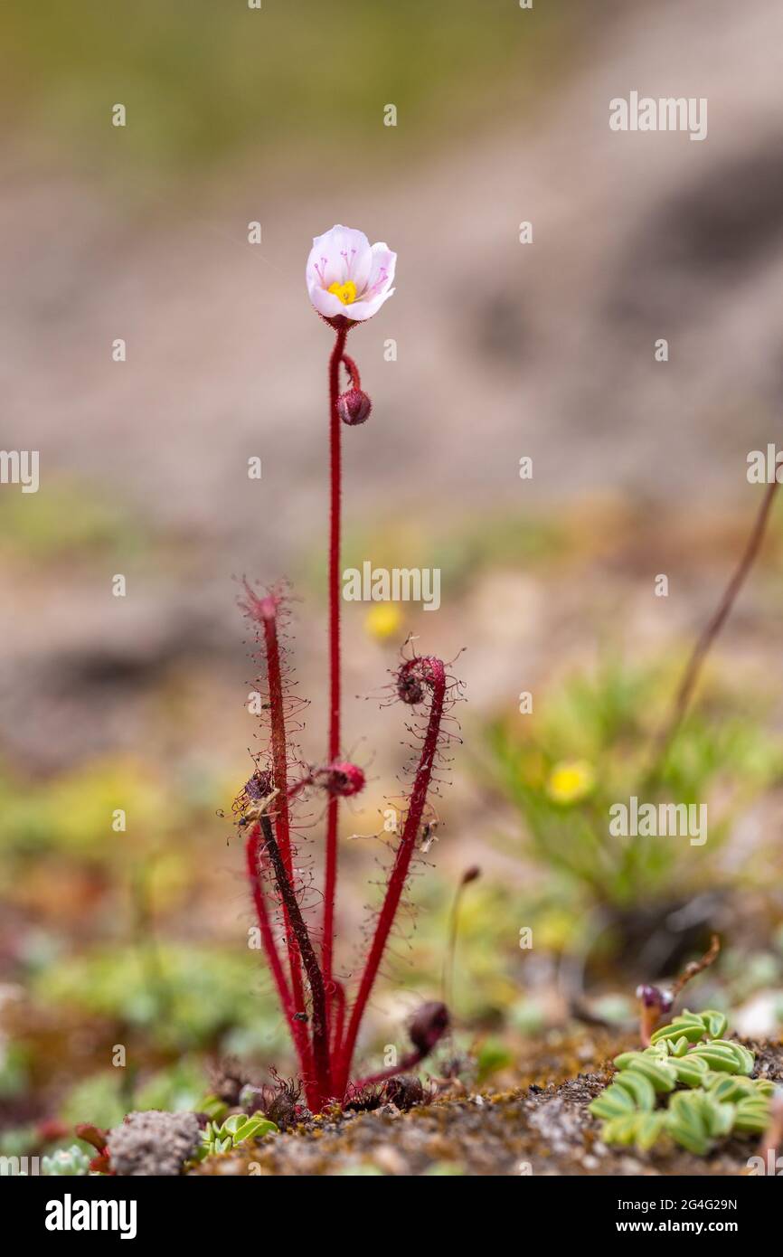 Single flowering plant of the Sundew Drosera alba (a carnivorous plant) in natural habitat near VanRhynsdorp in the Western Cape of South Africa Stock Photo