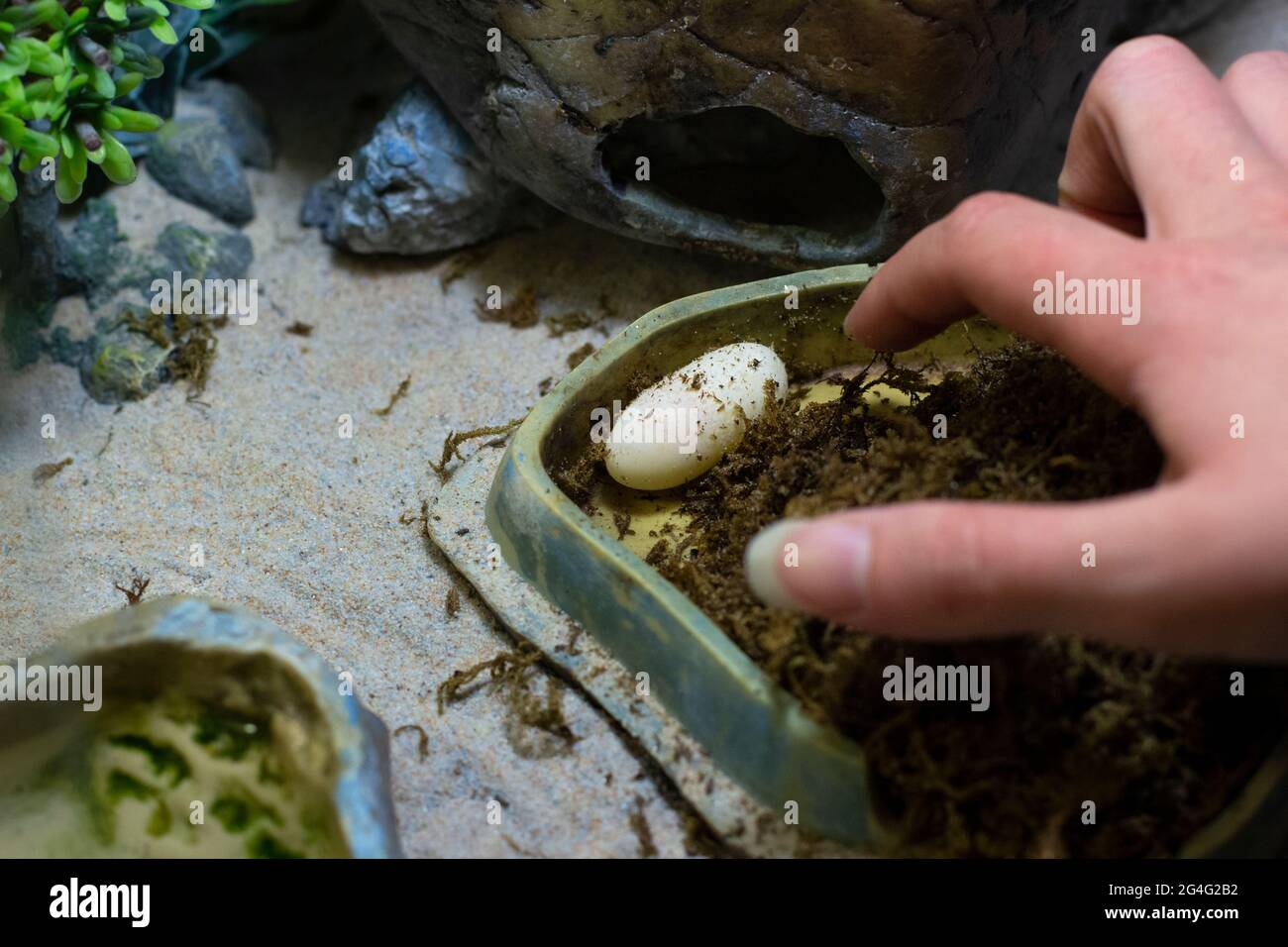 Gecko egg hatching hi-res stock photography and images - Alamy