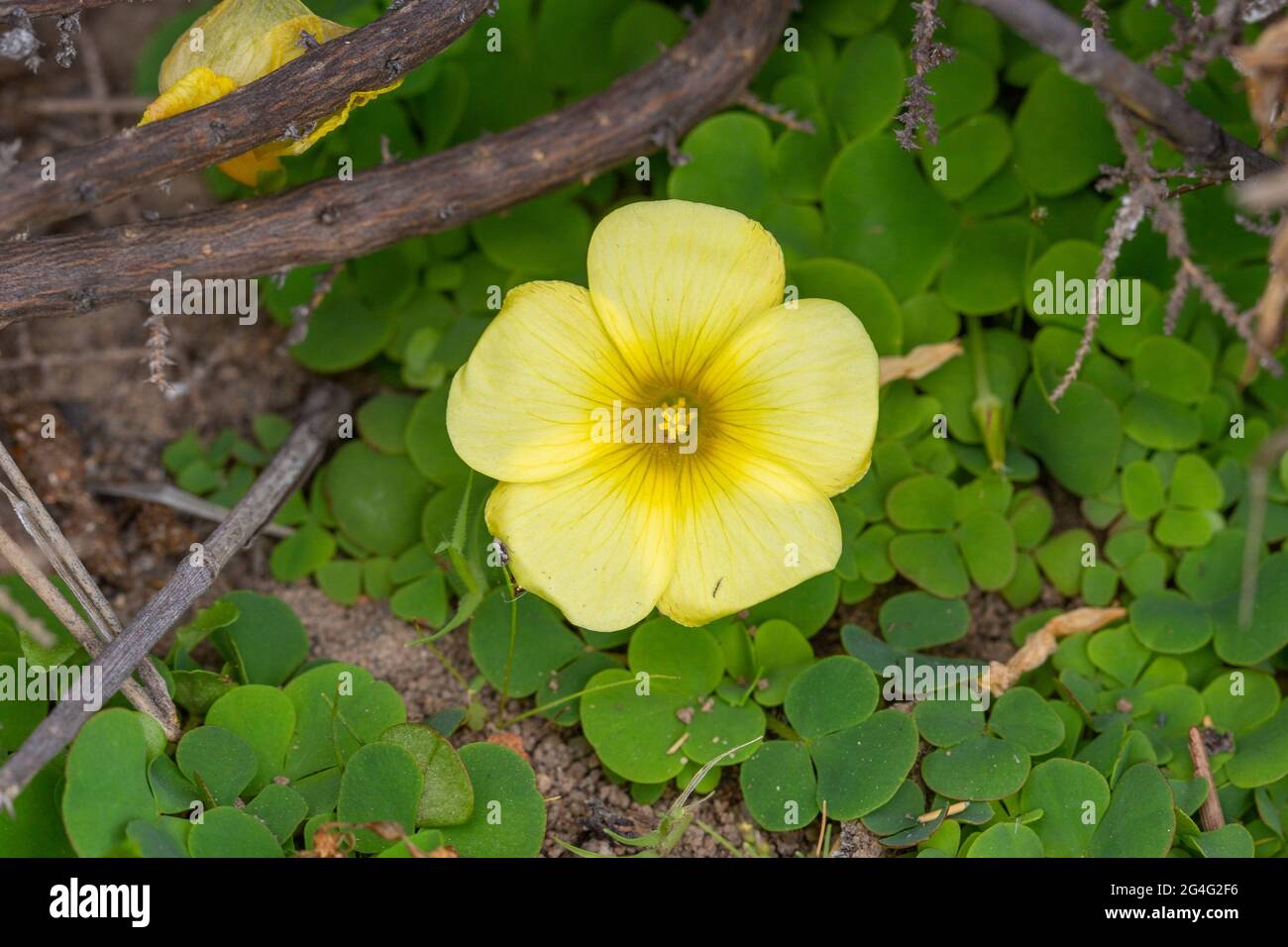 South African Flora: Yellow flower of an Oxalis seen in natural habitat close to VanRhynsdorp in the Western Cape of South Africa Stock Photo