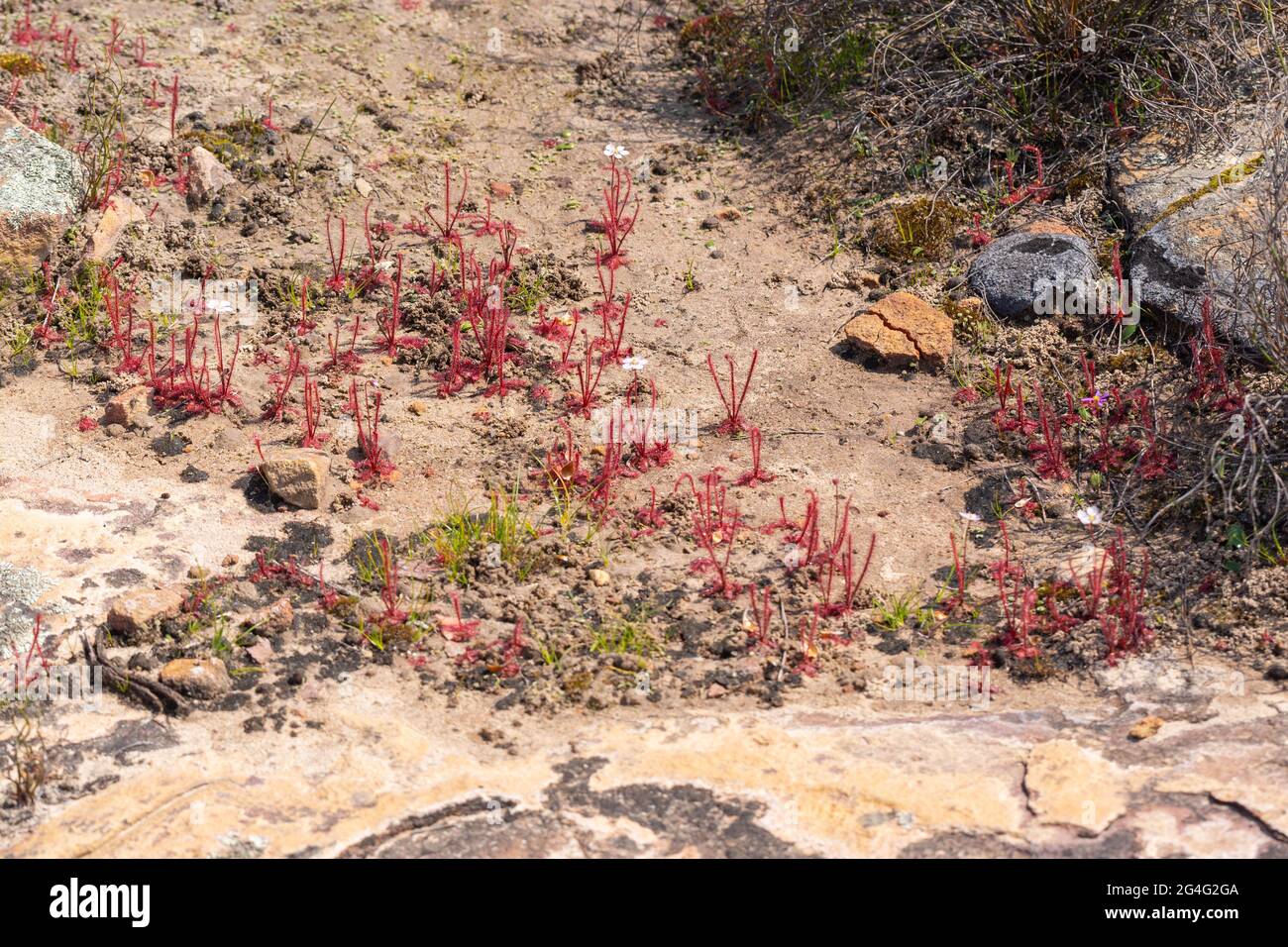 Colony of the carnivorous plant Drosera alba from the Sundew family seen in natural habitat close to VanRhynsdorp in the Western Cape of South Africa Stock Photo