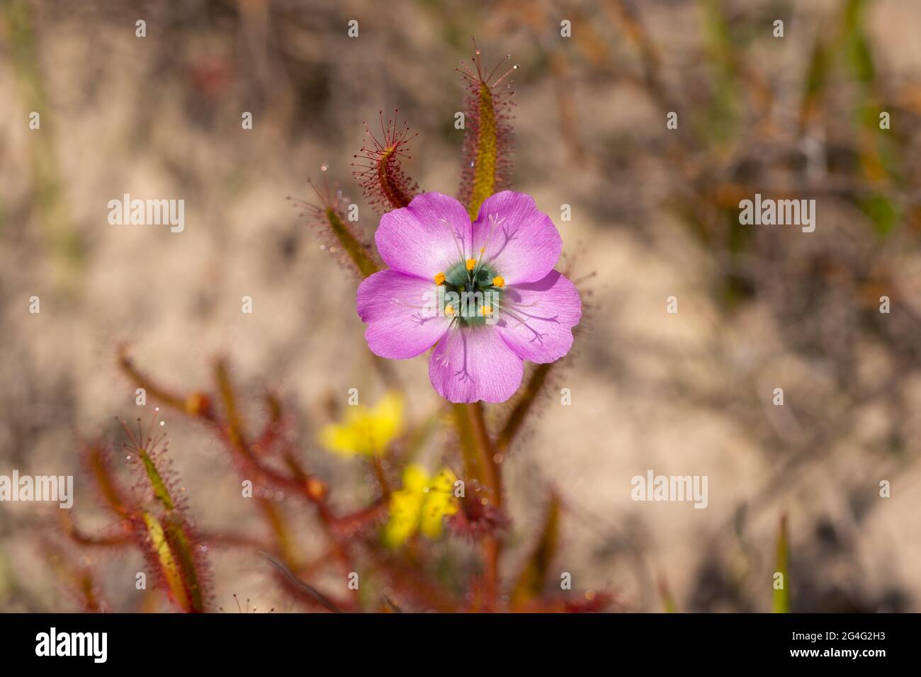 Pink flower of Drosera cistiflora, a carnivorous plant, seen in natural habitat close to VanRhynsdorp in the Western Cape of South Africa Stock Photo