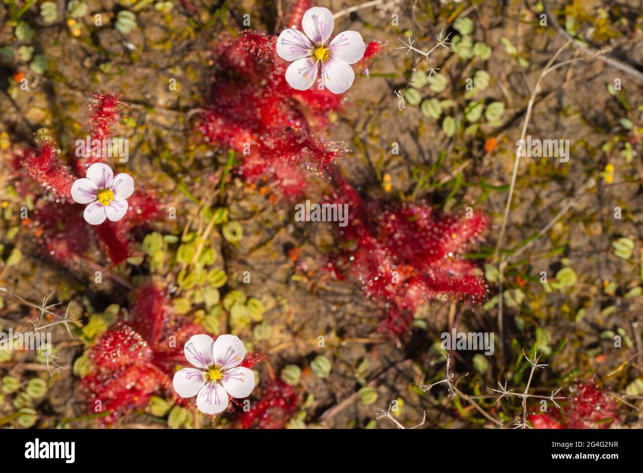 Group of white flowers of Drosera alba in natural habitat close to VanRhynsdorp in the Western Cape of South Africa Stock Photo