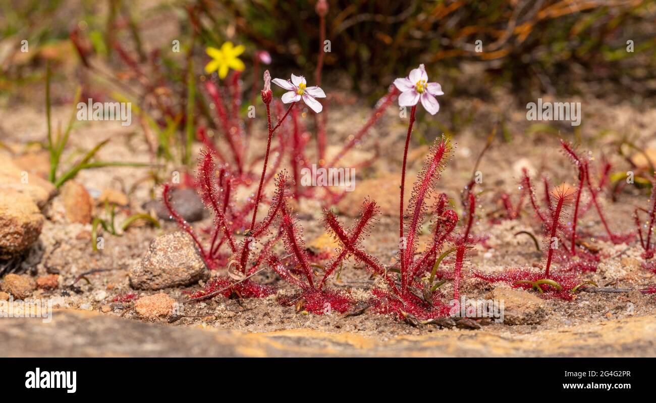 South African Wild Flower: Drosera alba in natural habitat close to Vanrhynsdorp in the Western Cape of South Africa Stock Photo