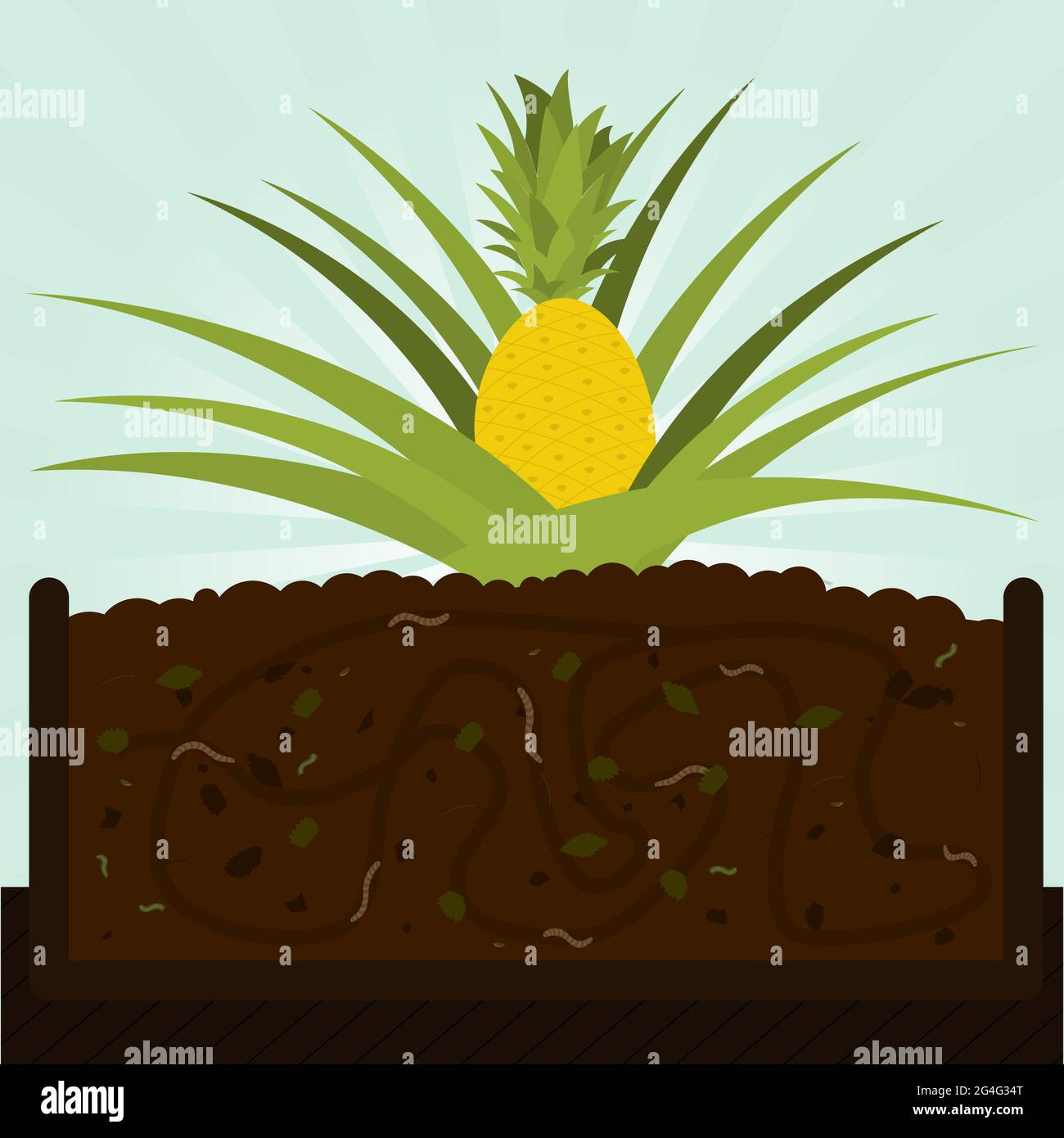 Pineapple tree. Composting process with organic matter,
