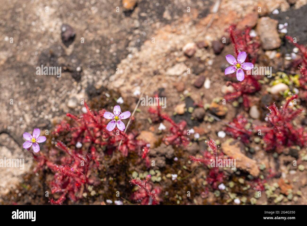 Three pink flowers of Drosera alba near VanRhynsdorp in the Western Cape of South Africa Stock Photo