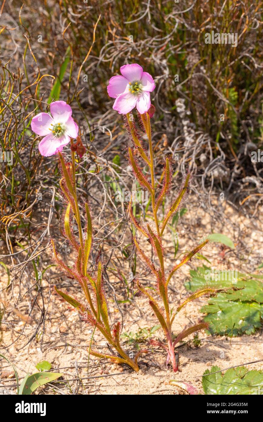 South African Wildflower: The Sundew Drosera cistiflora, a carnivorous plant, seen in natural habitat in the Western Cape of South Africa Stock Photo