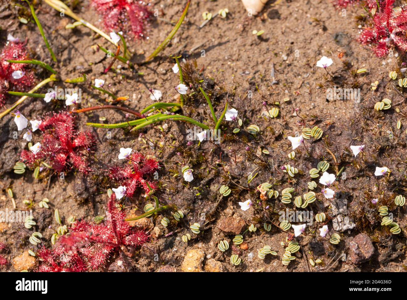 Utricularia brachyceras and Drosera alba in natural habitat close to VanRhynsdorp in the Western Cape of South Africa Stock Photo