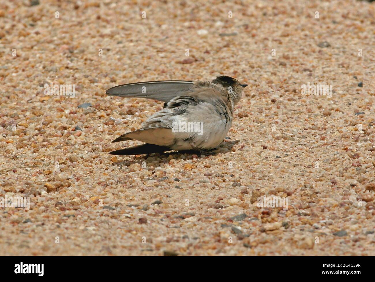 Tree Martin (Petrochelidon nigricans neglecta) adult sunning on a dirt road south-east Queensland, Australia      January Stock Photo