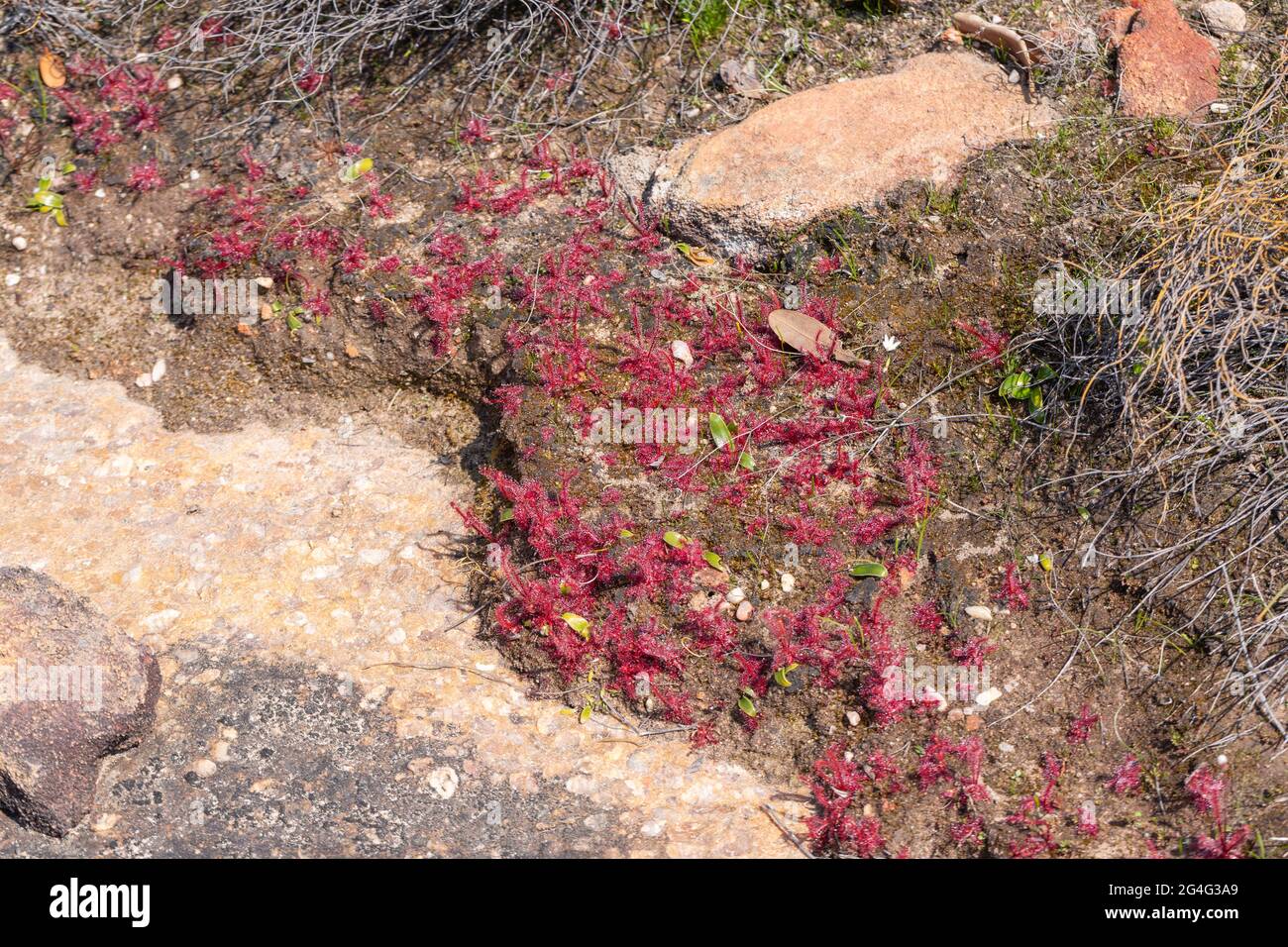 Drosera alba growing on the ede of a rock outcrop close to VanRhynsdorp in the Western Cape of South Africa Stock Photo