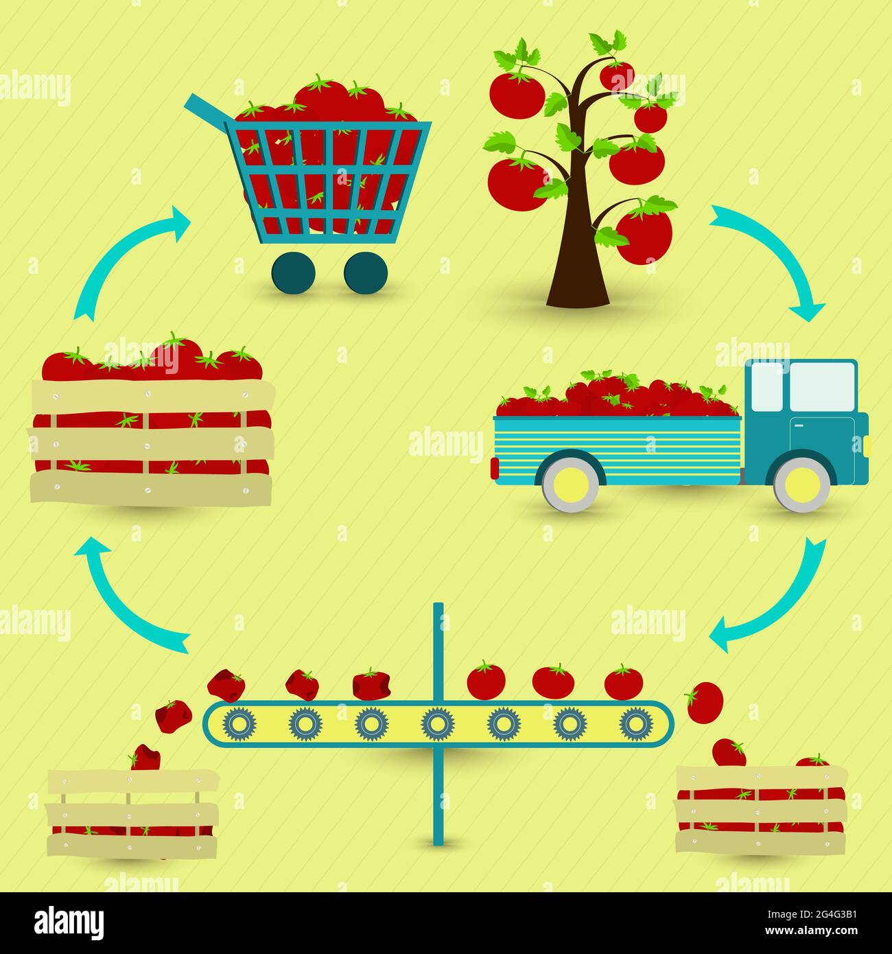 Tomato production steps. Tomato tree, harvest, transport, separation of ...